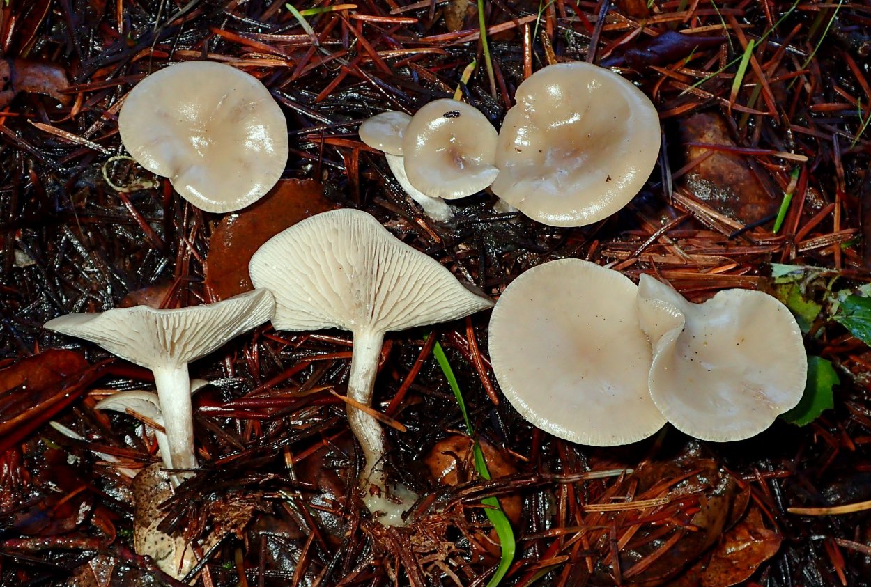 Говорушка желобчатая Clitocybe vibecina