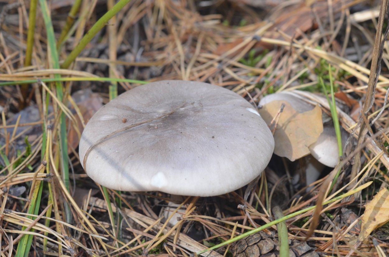 Говорушка серая съедобные