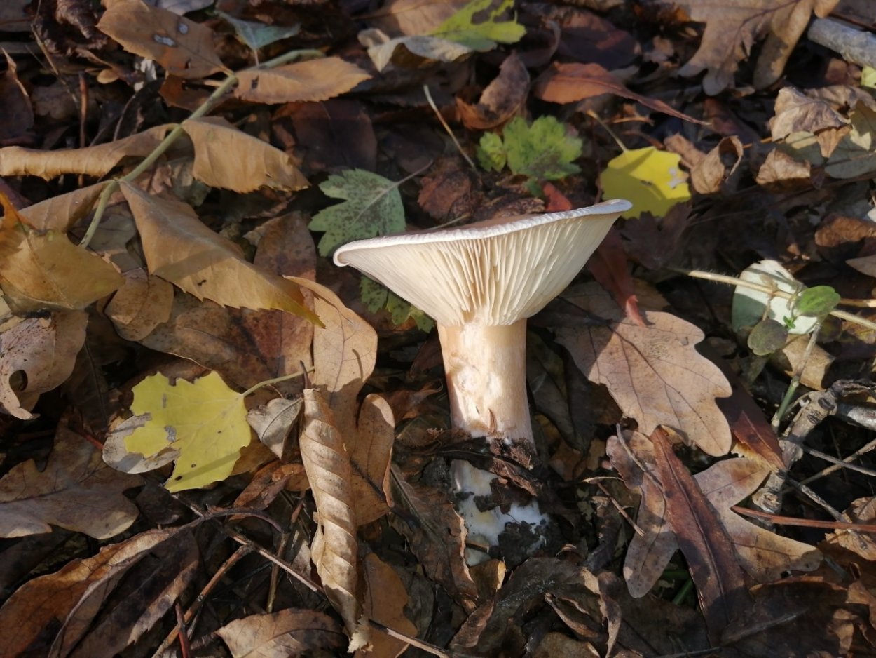 Говорушка подогнутая (Clitocybe geotropa)
