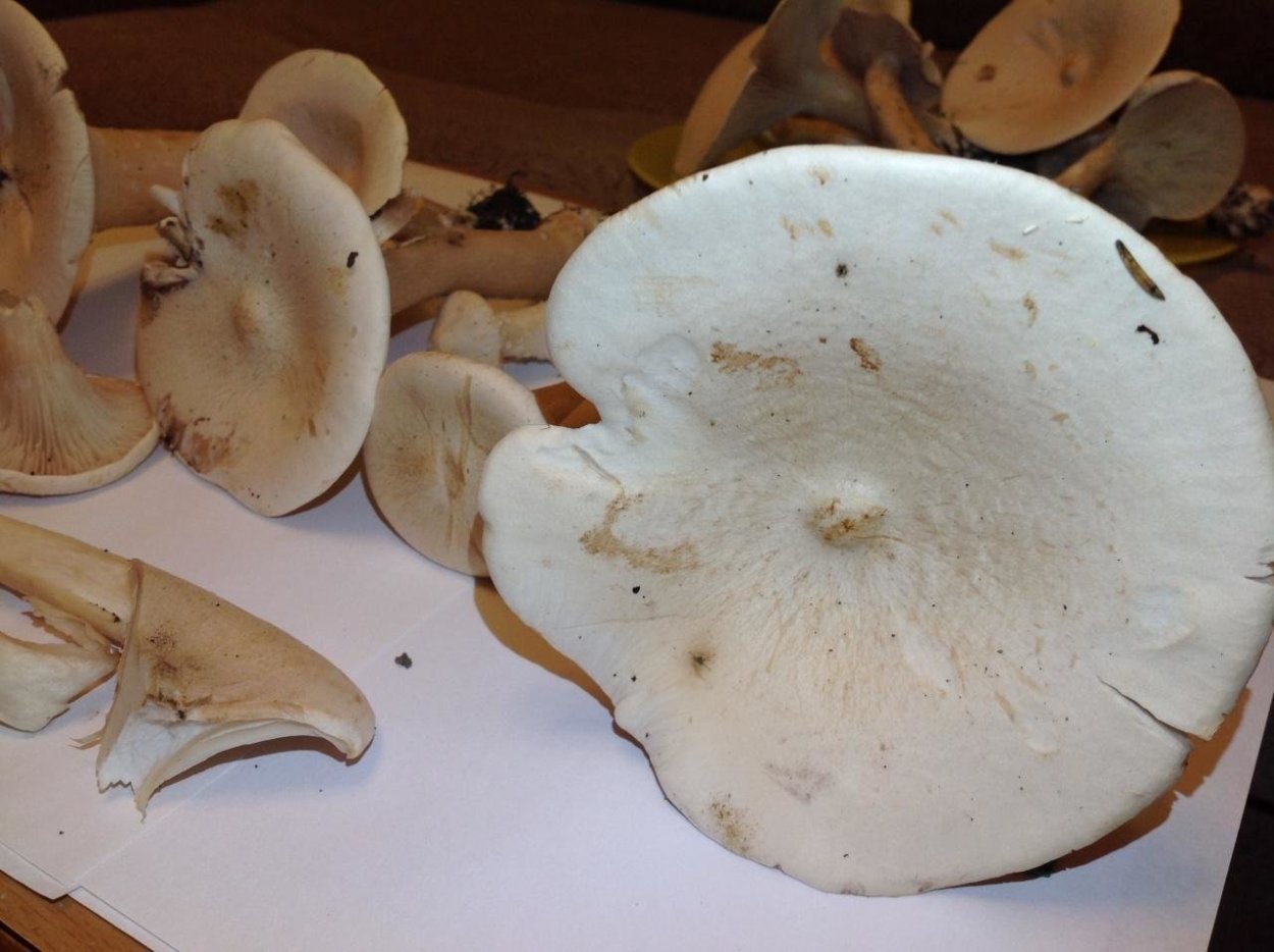 Говорушка подогнутая (Clitocybe geotropa)