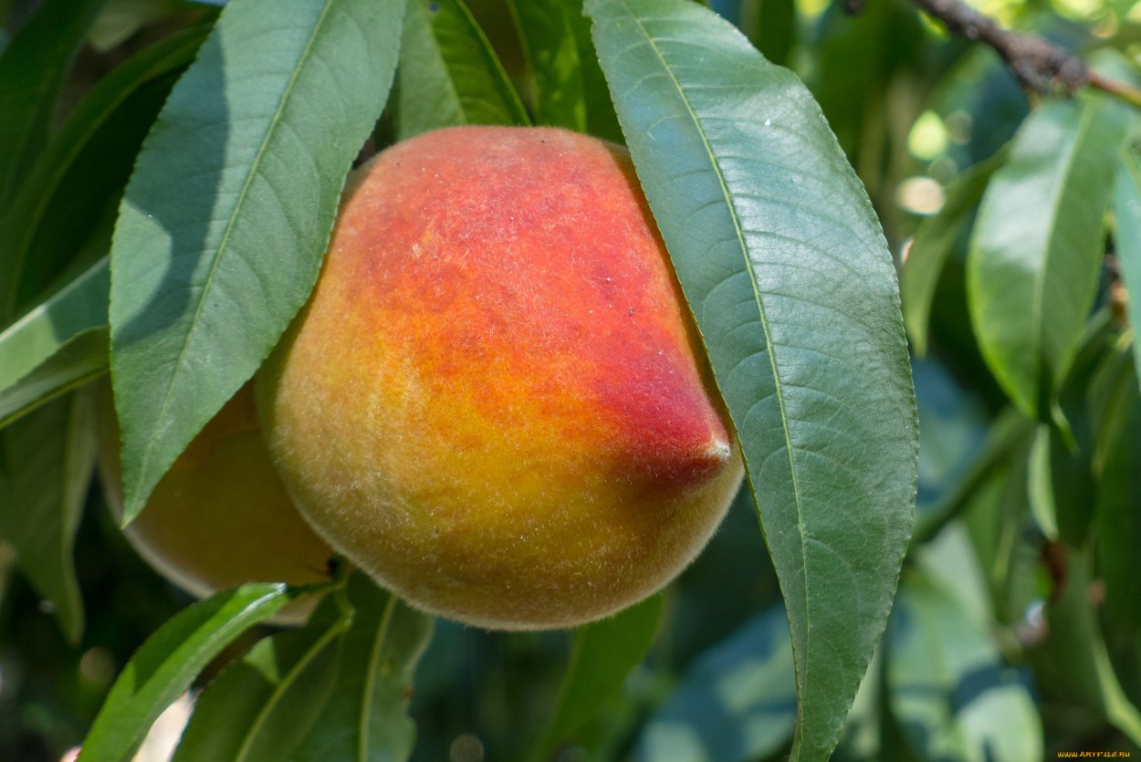 Нектарин дерево листья