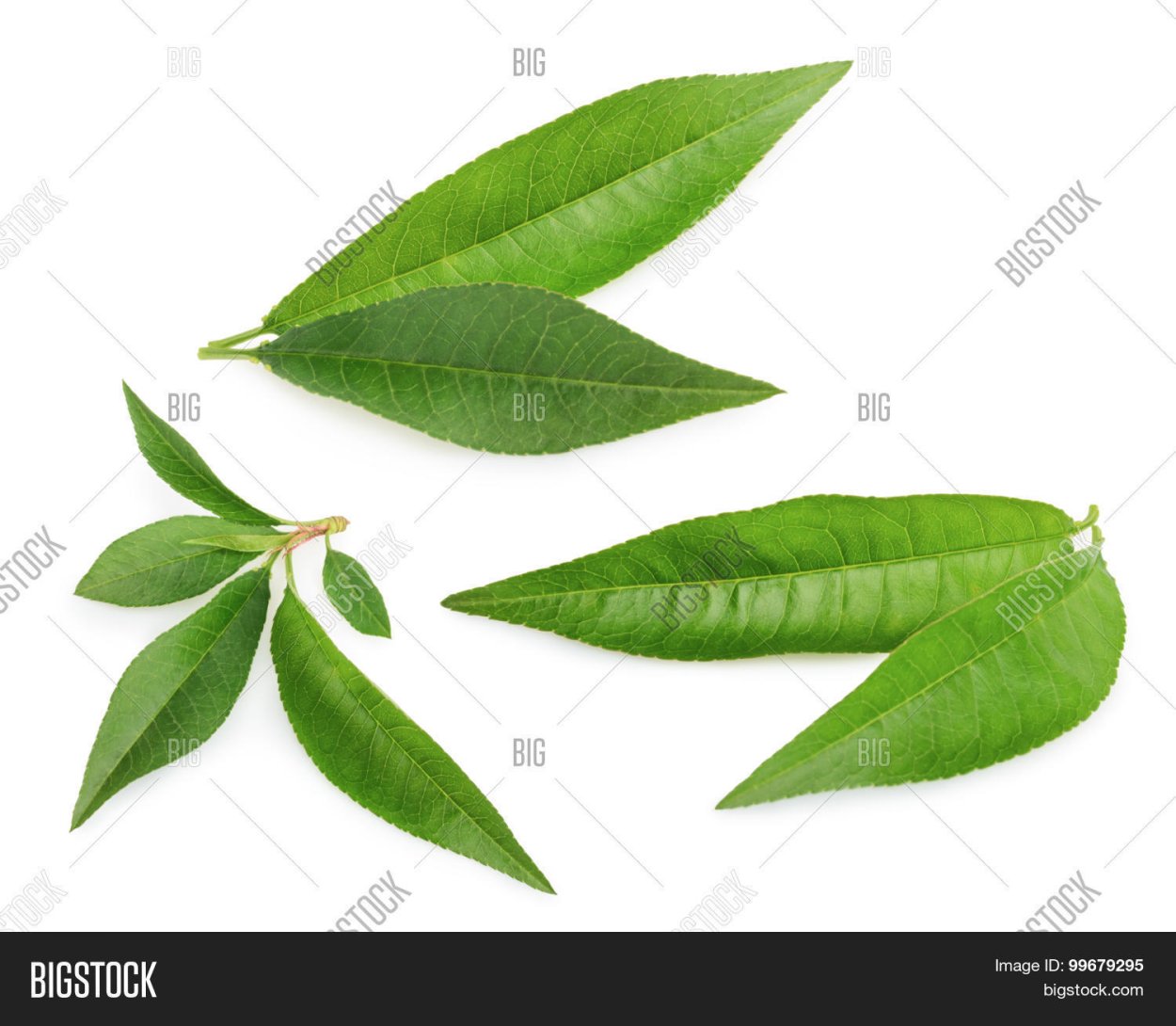 Листья миндаля на белом фоне