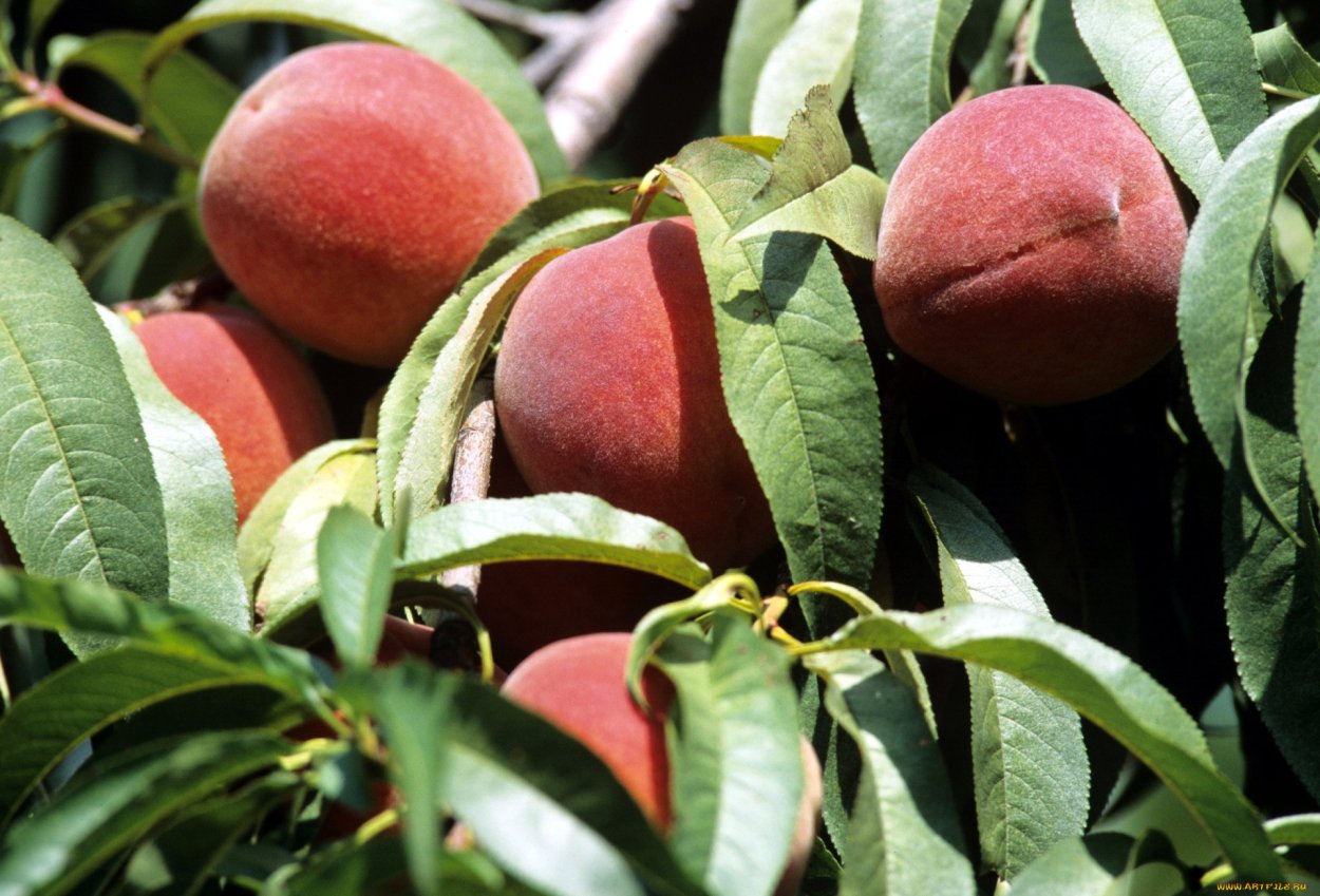 Листья персика