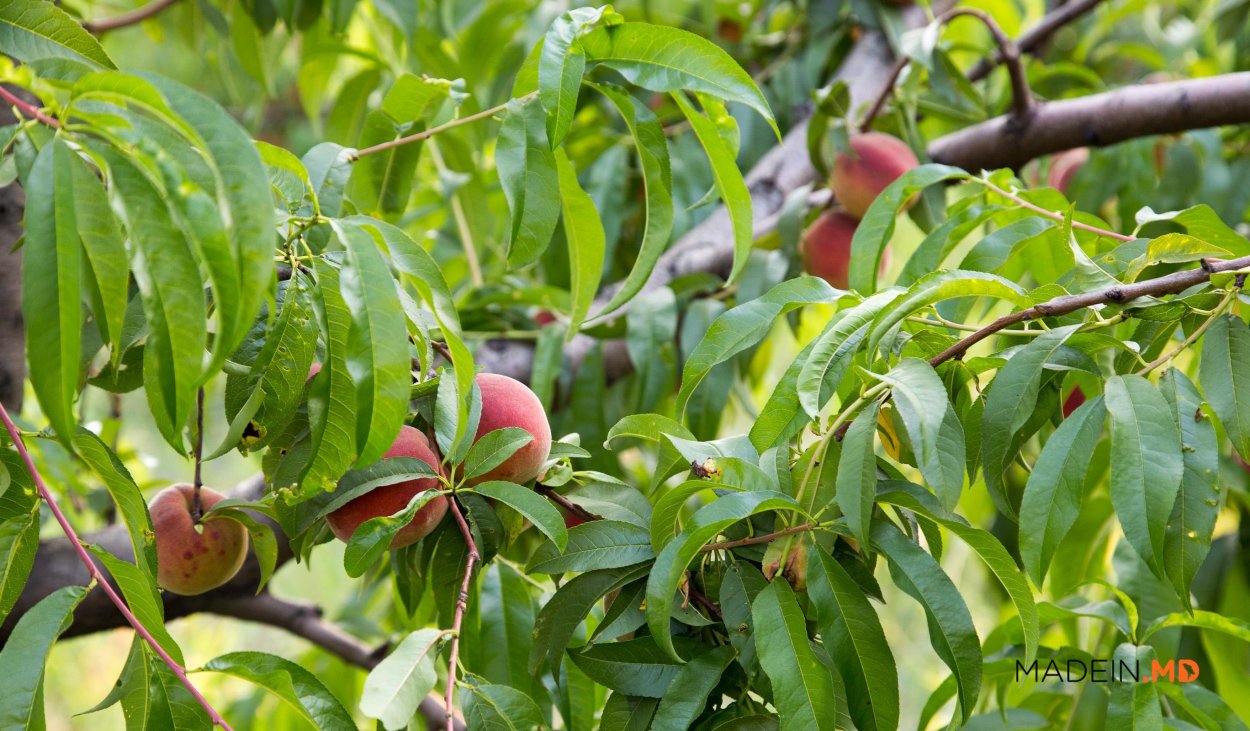 Листья нектарина