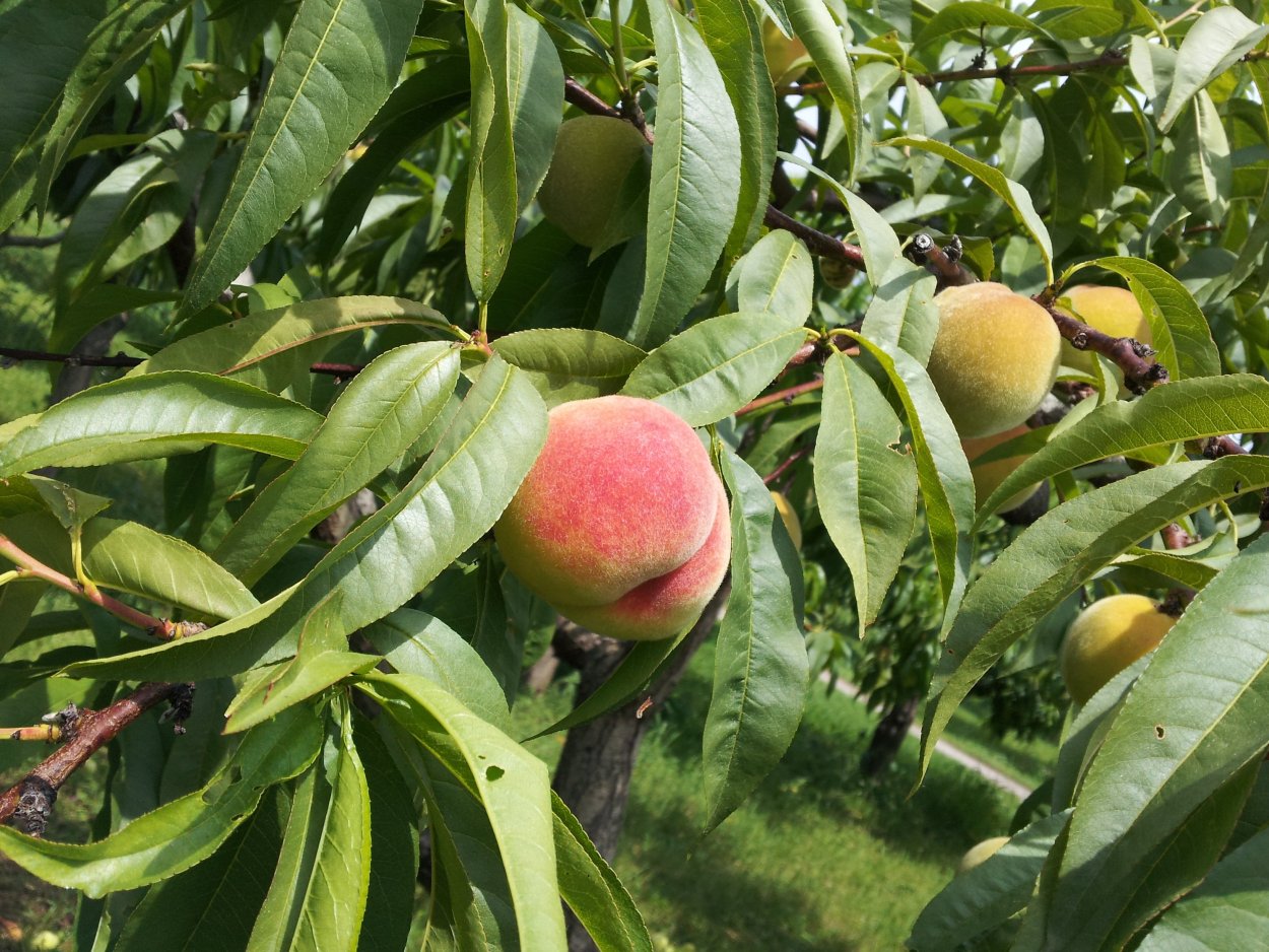 Персик Prunus persica