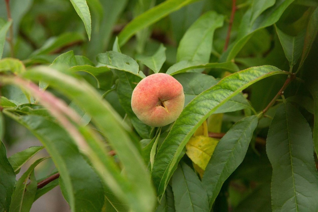 Лист дикого персика