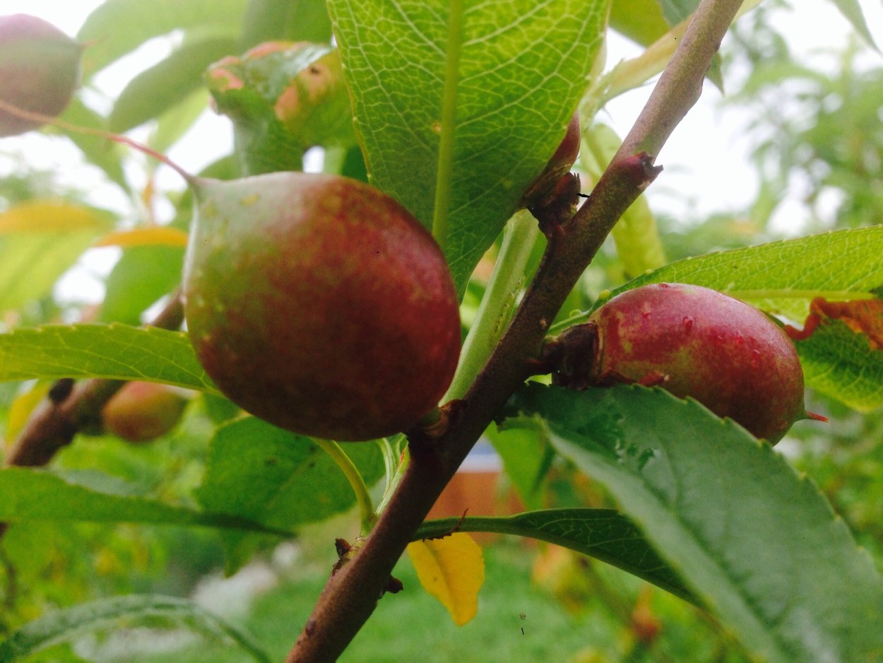 Нектарин Светлячок