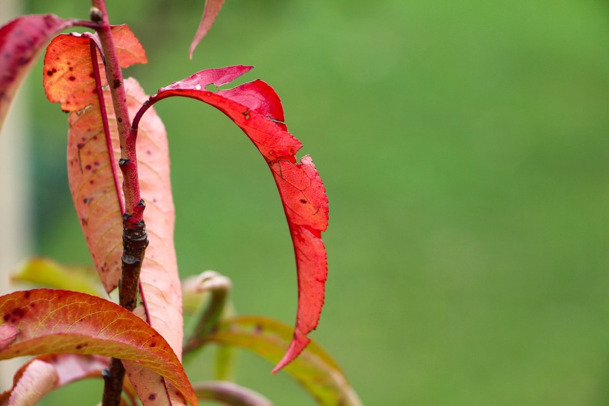 Персик с красными листьями