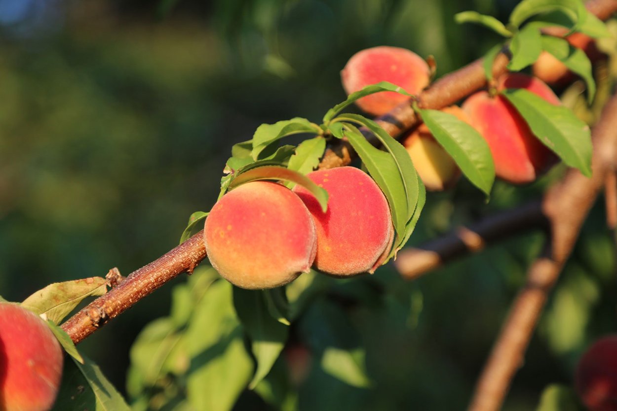Персиковое дерево Джорджия