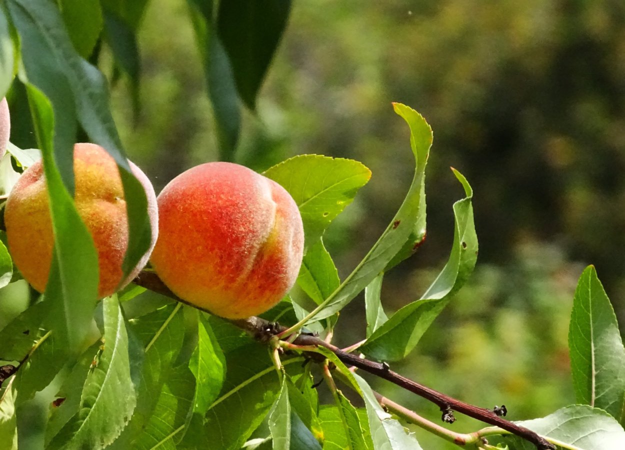 Лысый персик и нектарин