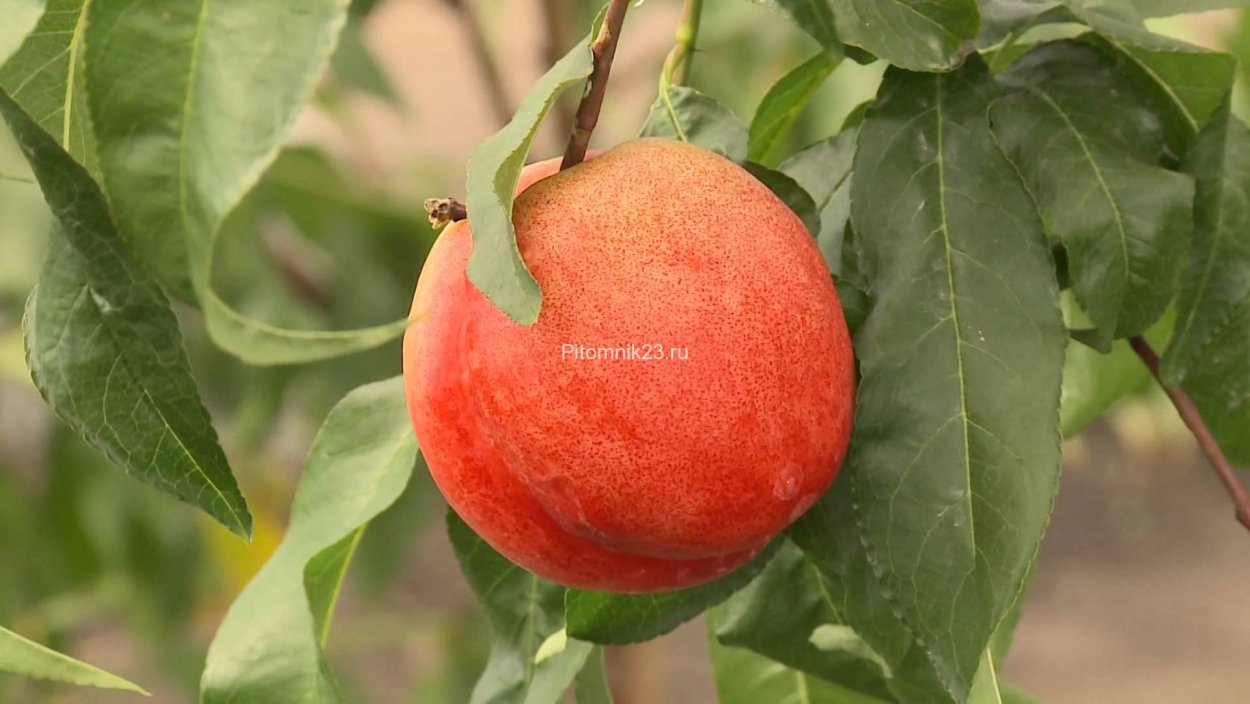Персик на Урале