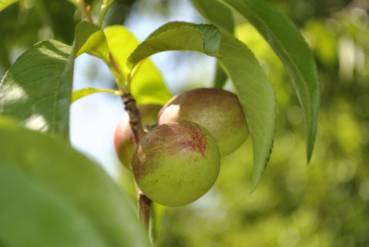 Нектариновое дерево
