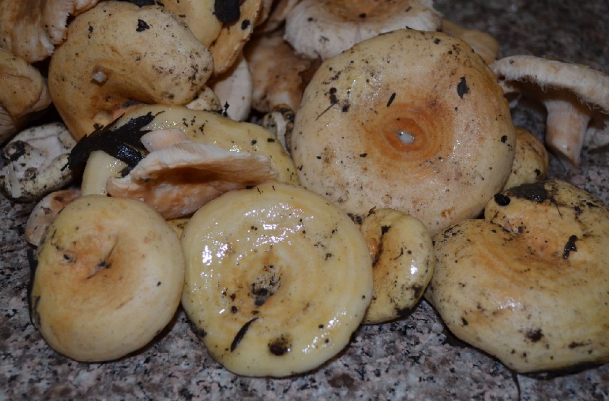 Груздь Белянка