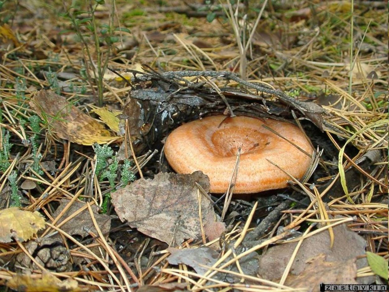 Груздь свинушка рыжики