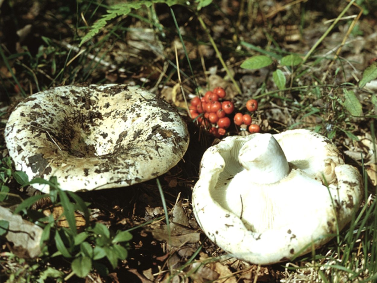Груздь скрипица съедобный гриб