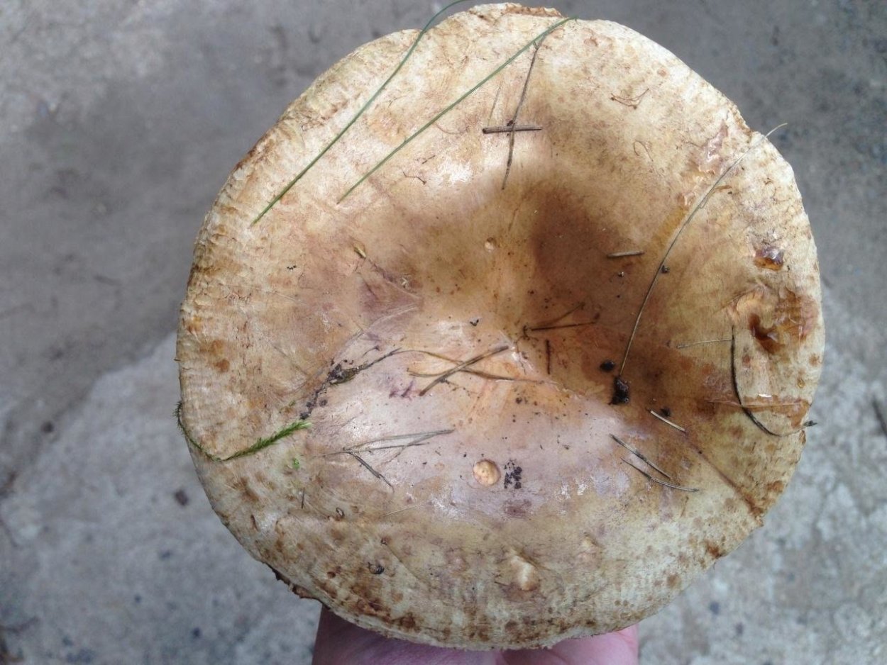 Подивницы грибы