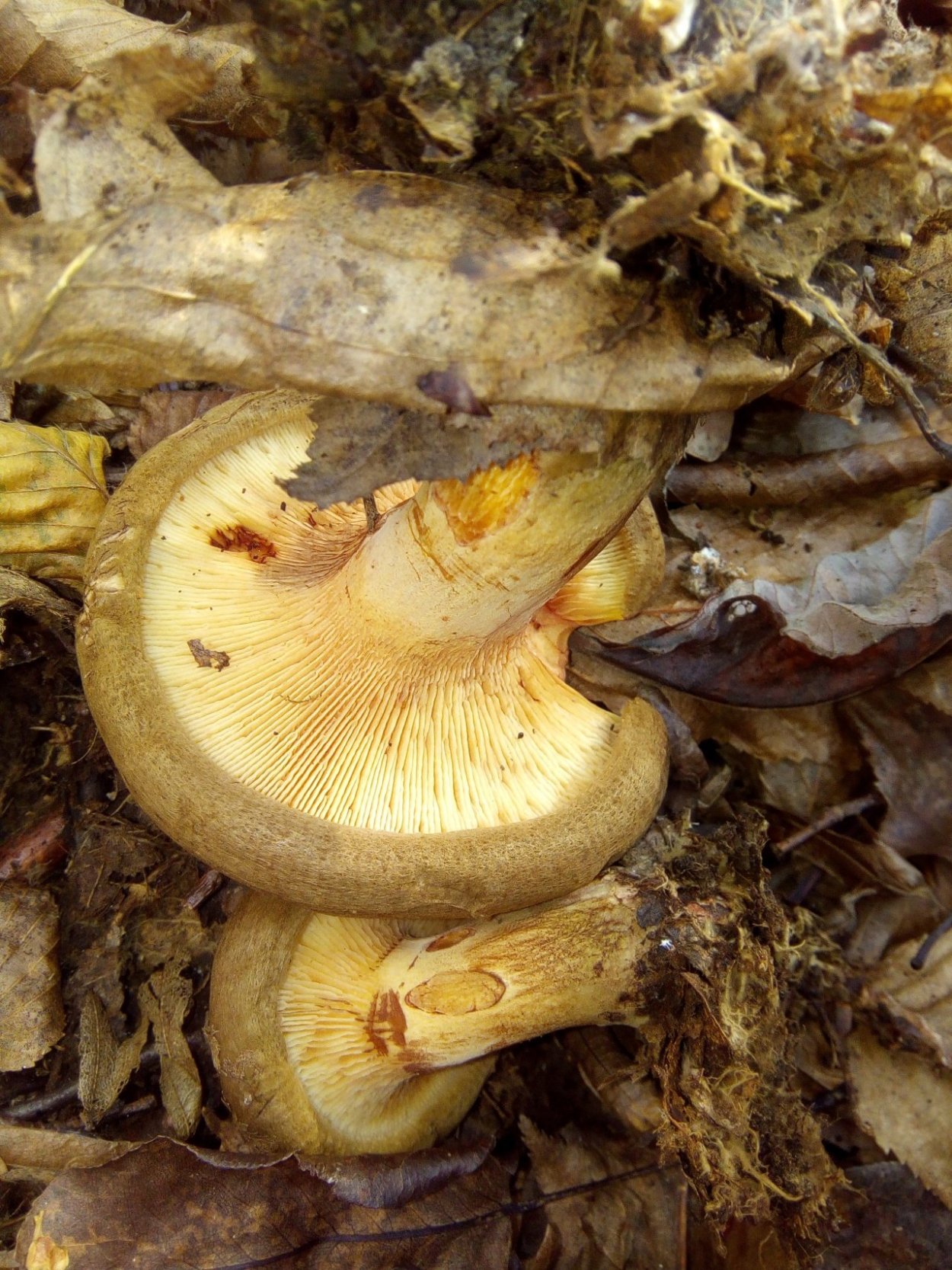 Свинушка черная гриб