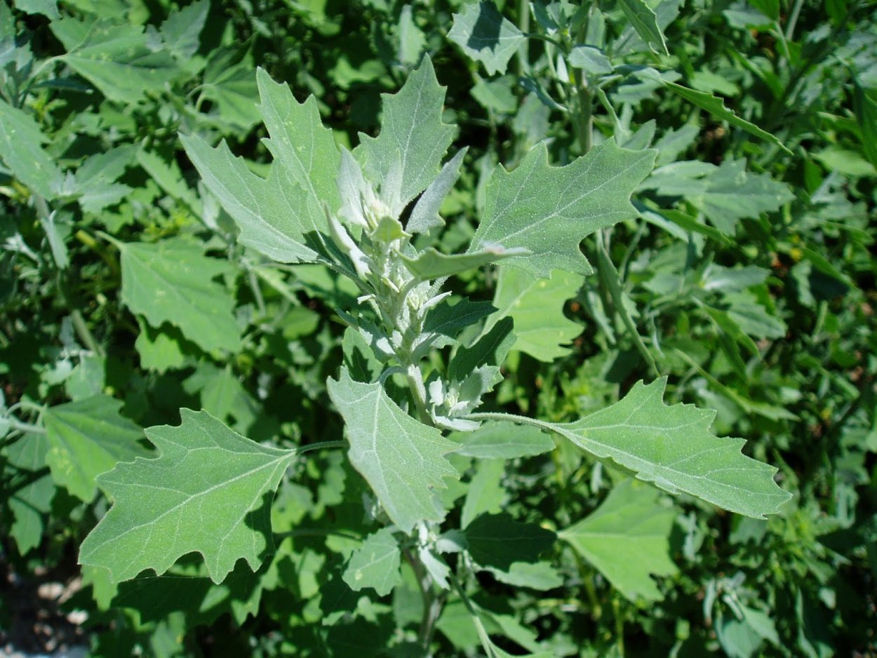 Марь белая (Chenopodium album)