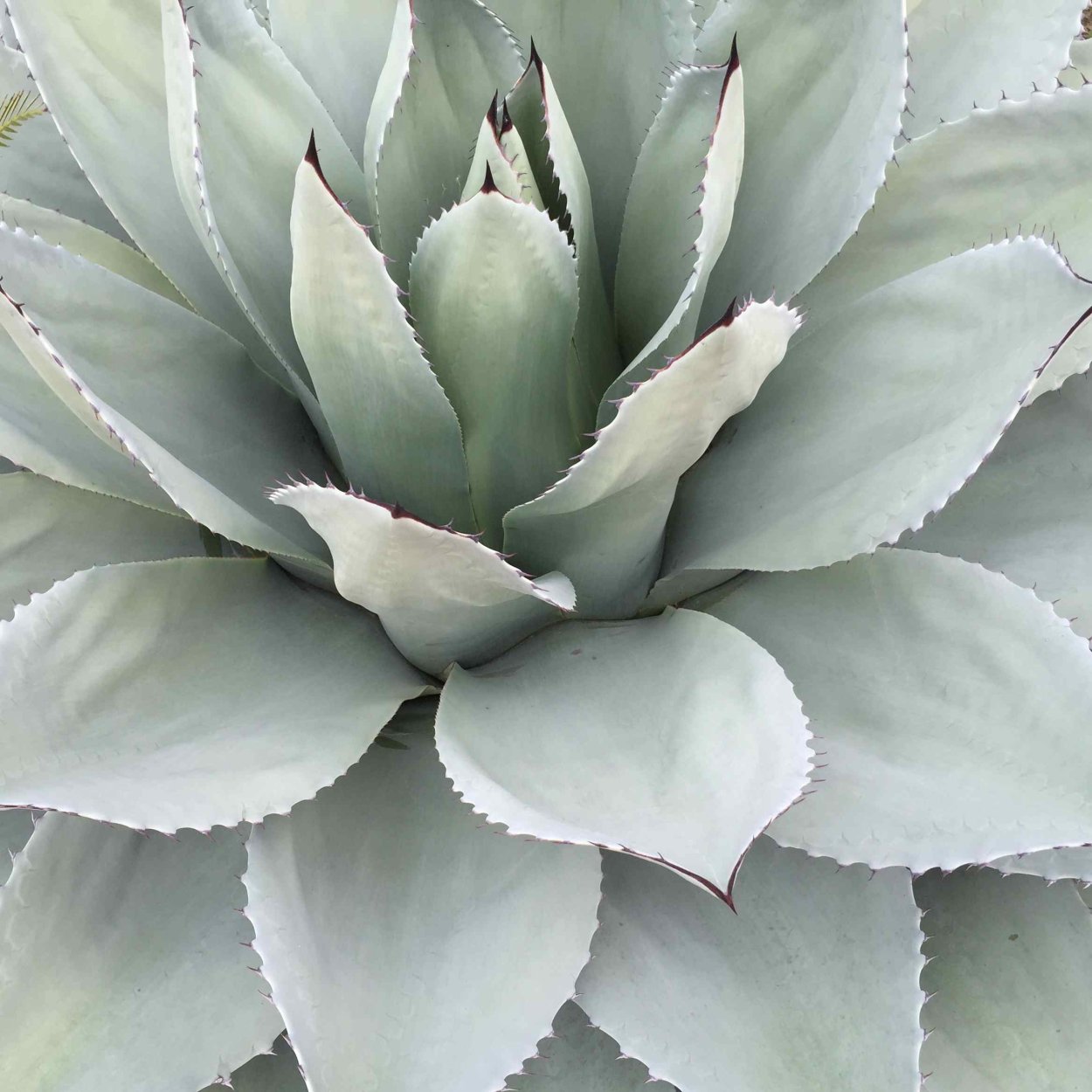 Серебристые растения