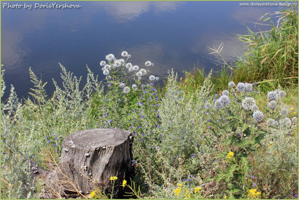 Полынь в природе