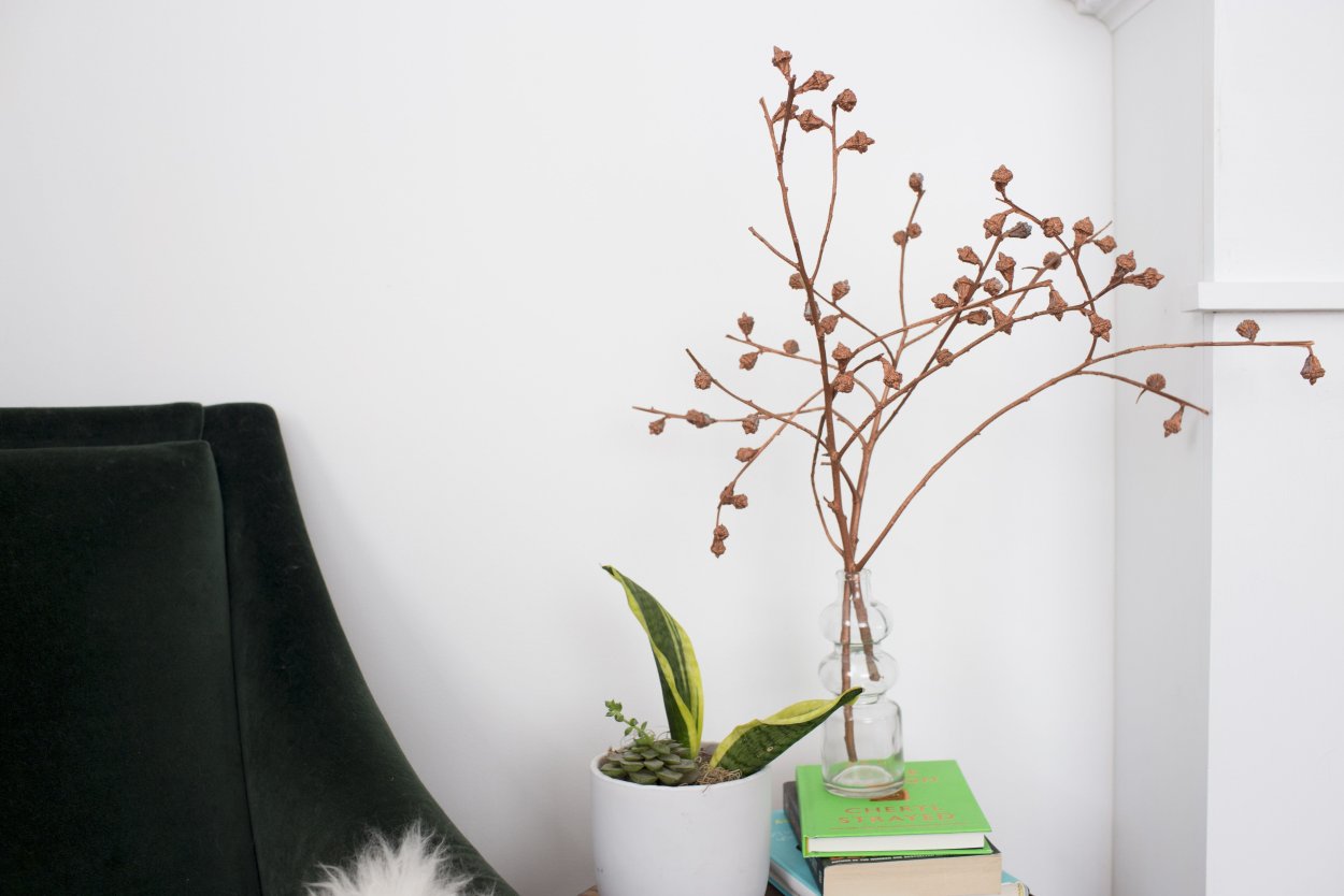 Кореус ветки