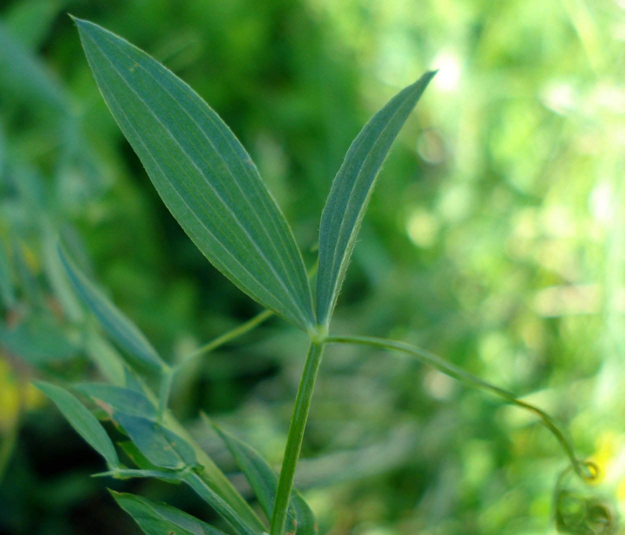 Чина Луговая листья