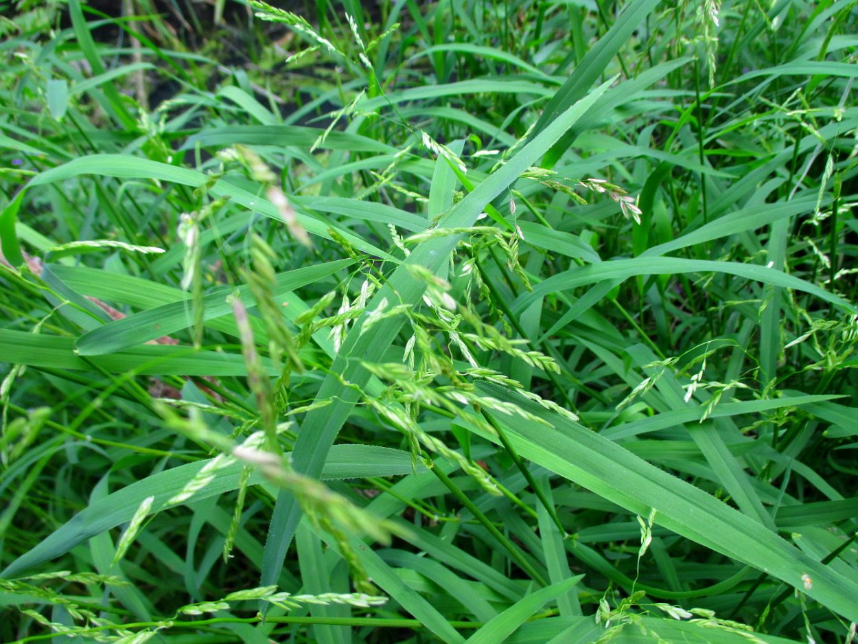 Мятлик Луговой