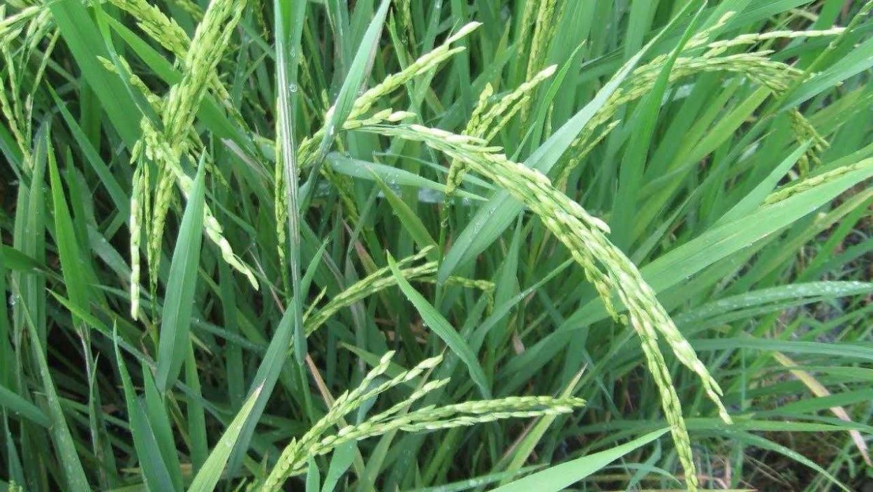 Пырей ползучий