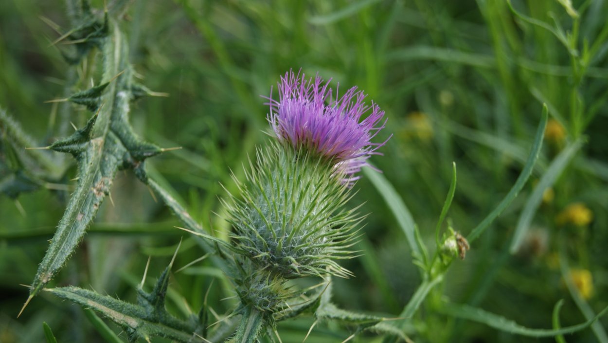 Чертополох листья