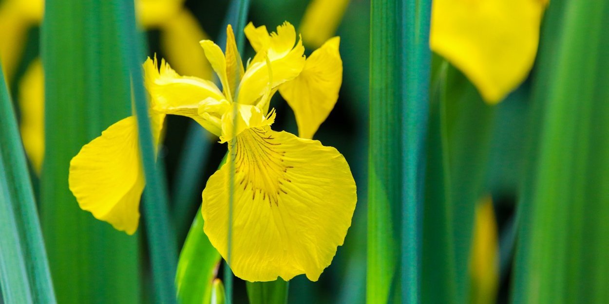 Ирис болотный Флора плена