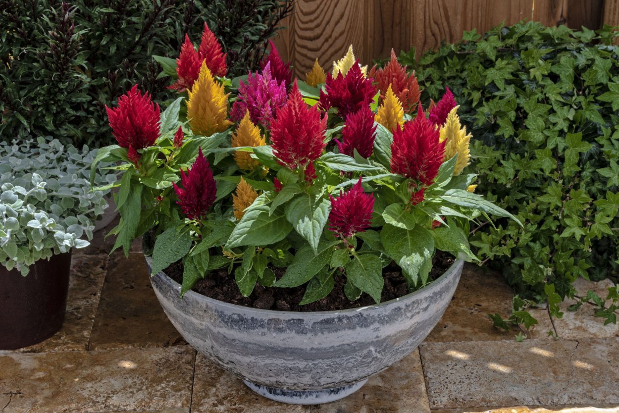 Целозия перистая смесь