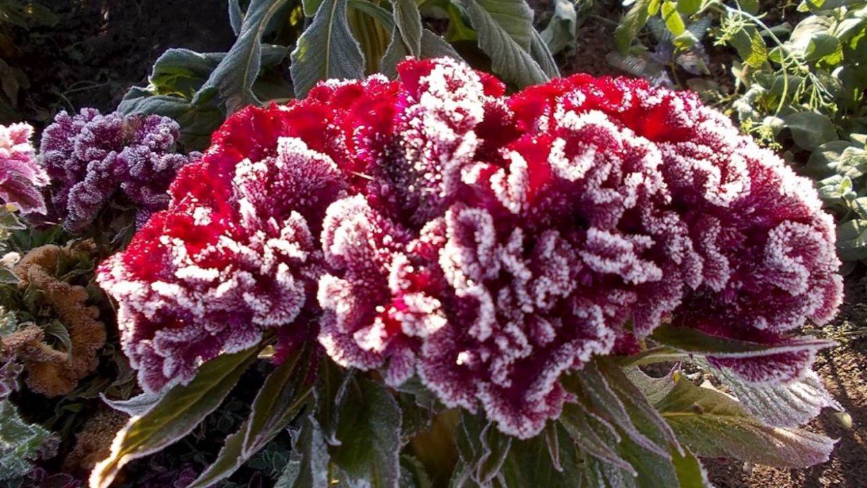 Цветы целозия гребенчатая