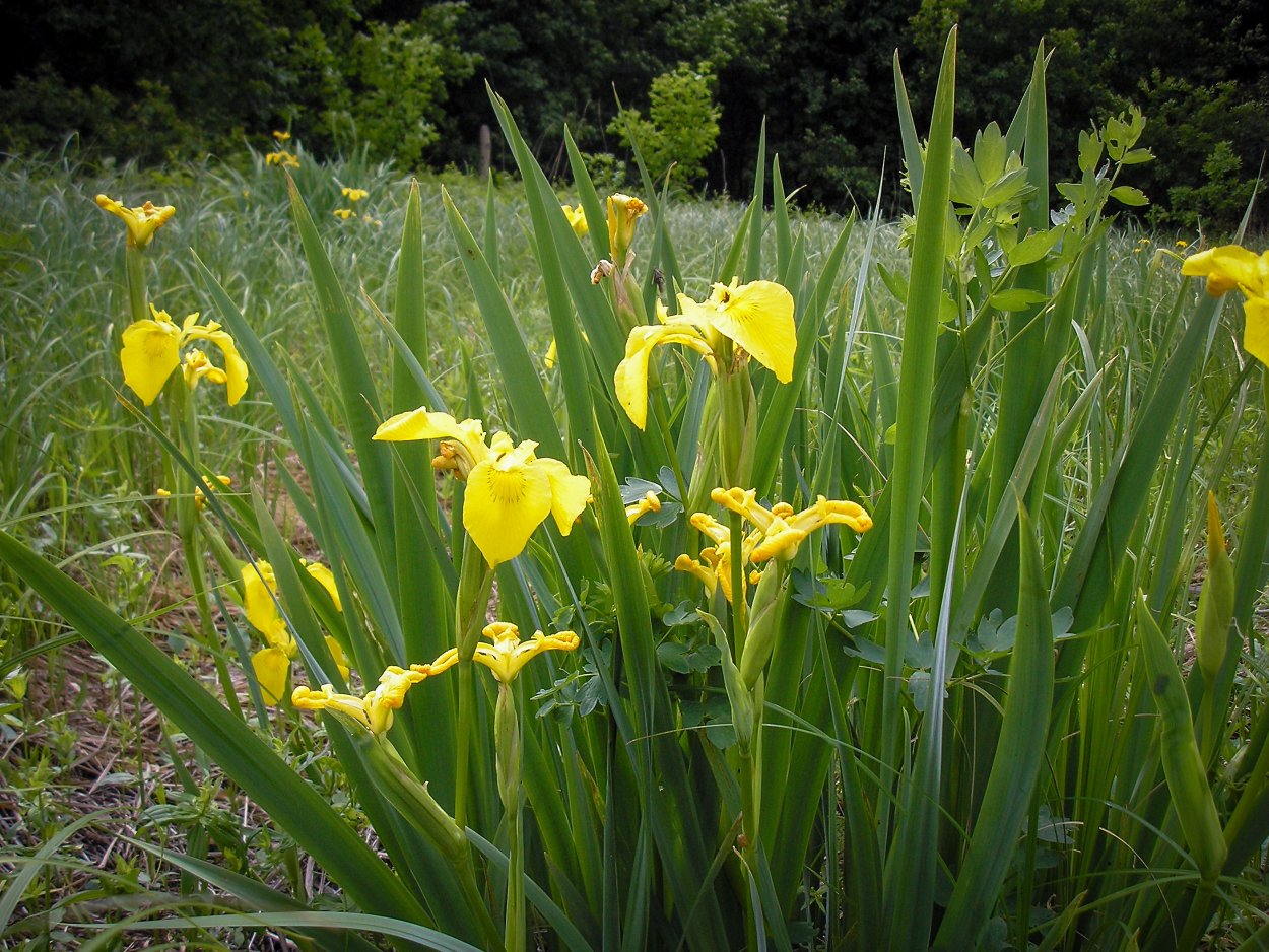 Ирис болотный (аировидный)