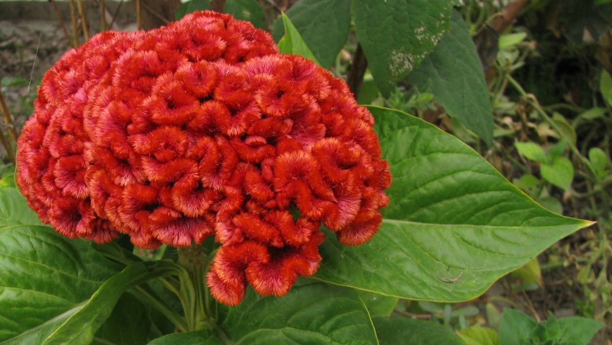 Целозия гребенчатая петушиный гребешок