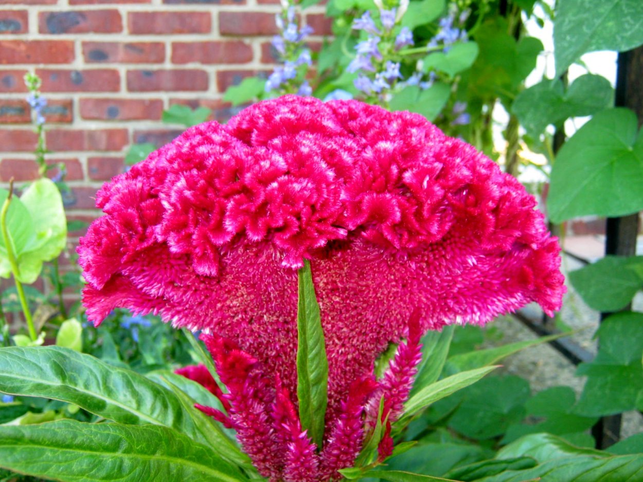 Целозия Дракула гребенчатая