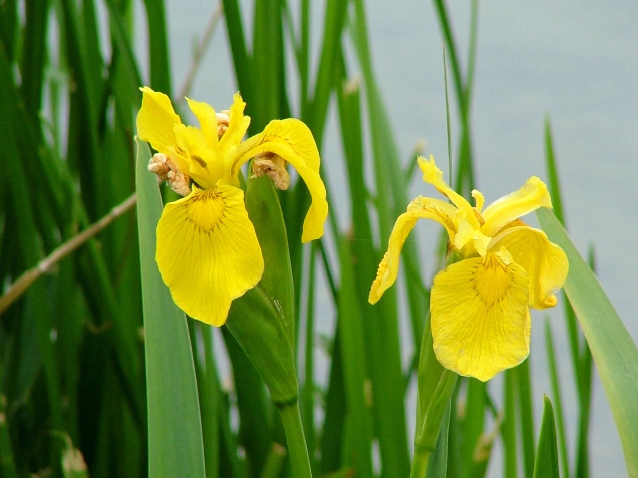 Сибирский Ирис жёлтый болотный