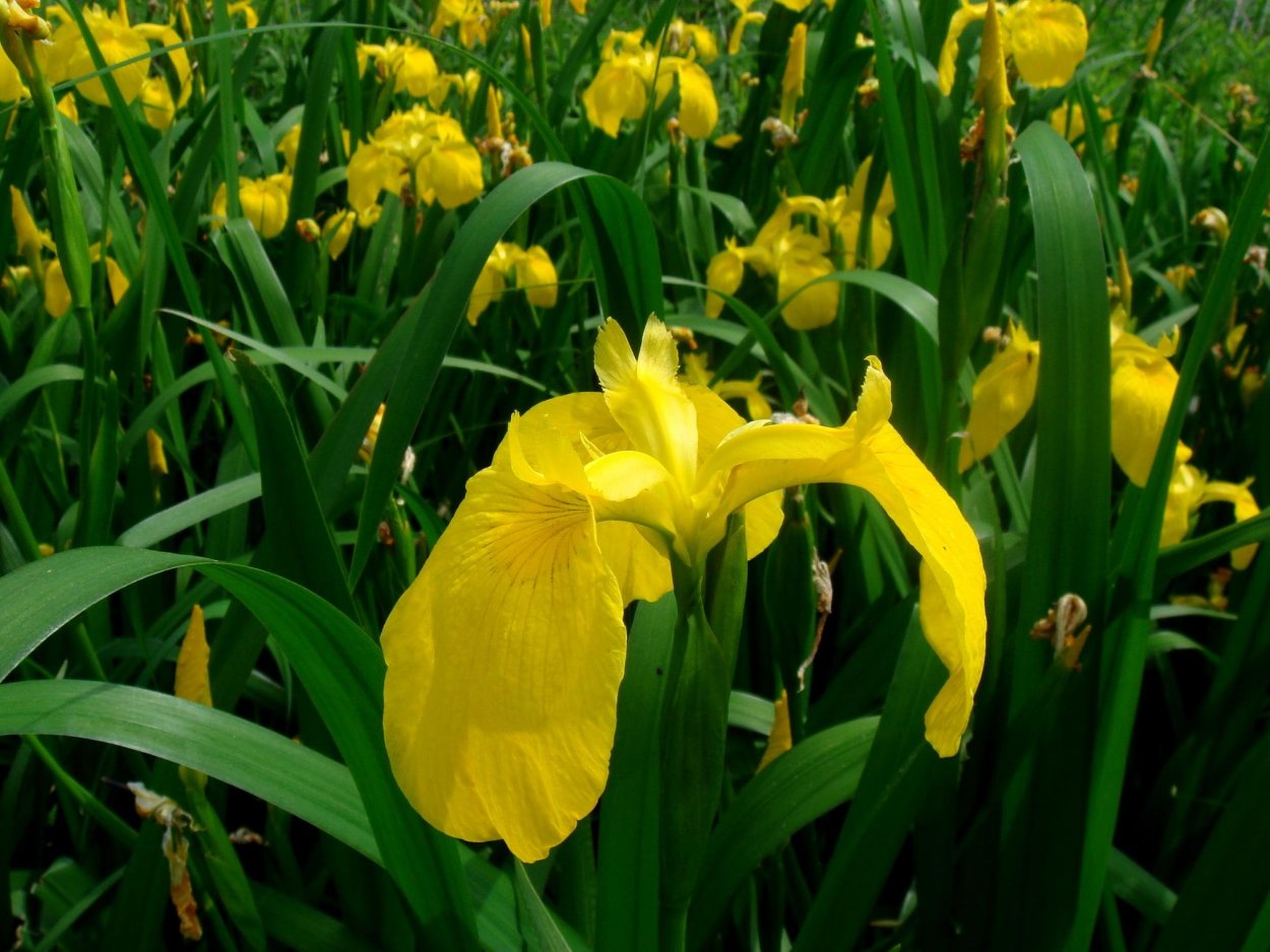 Ирис болотный Флора плена