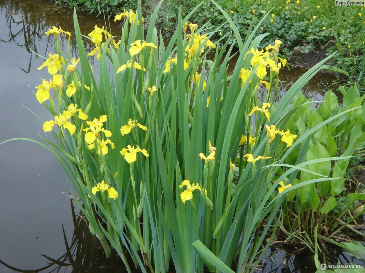 Ирис болотный