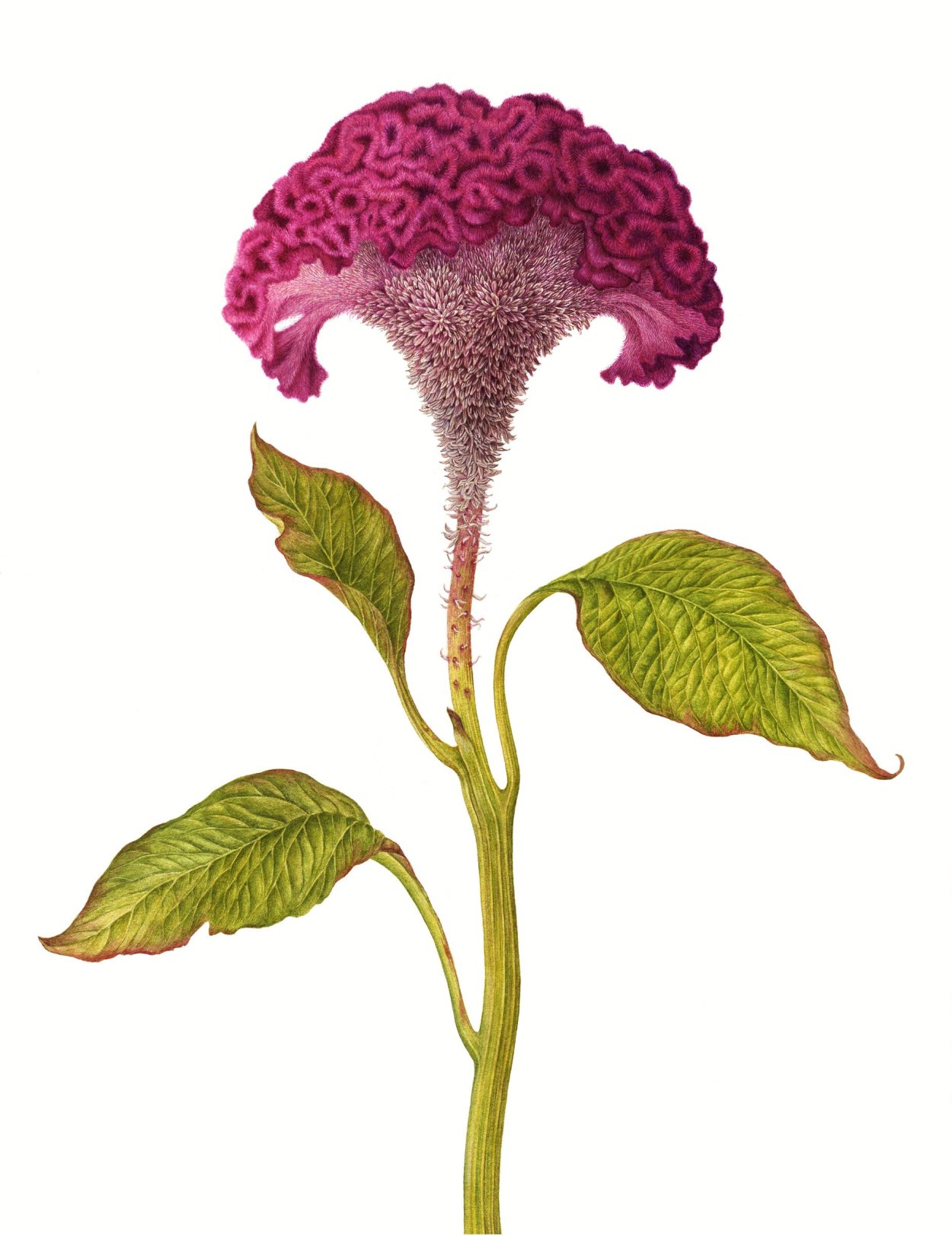 Амарант Ботанический рисунок