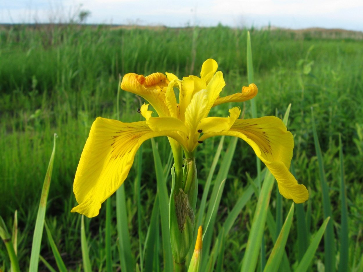 Ирис ложноаировый