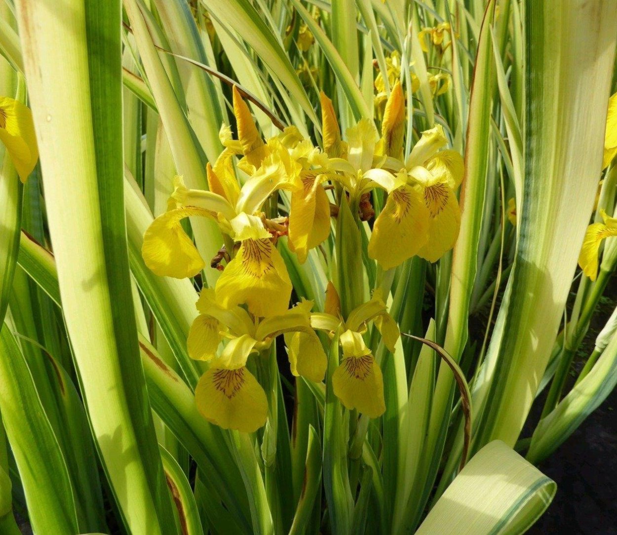 Ирис болотный variegata