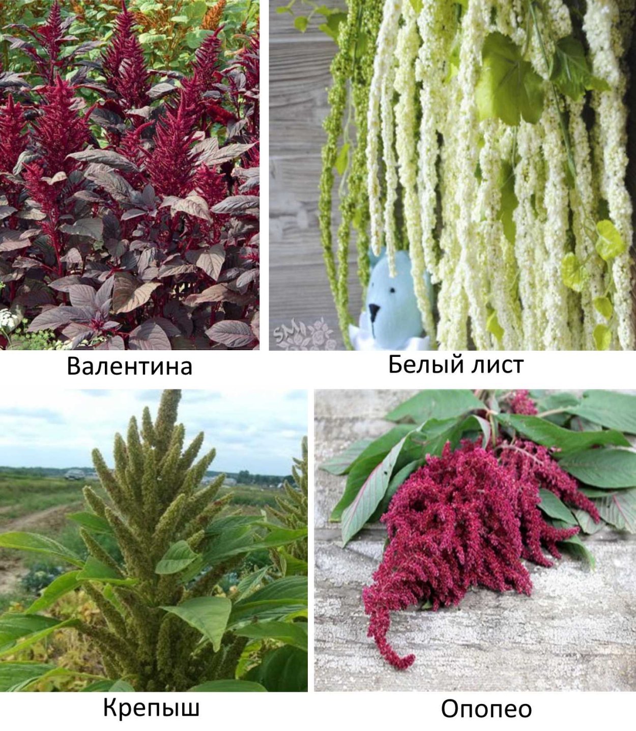 Амарант вишневый бархат