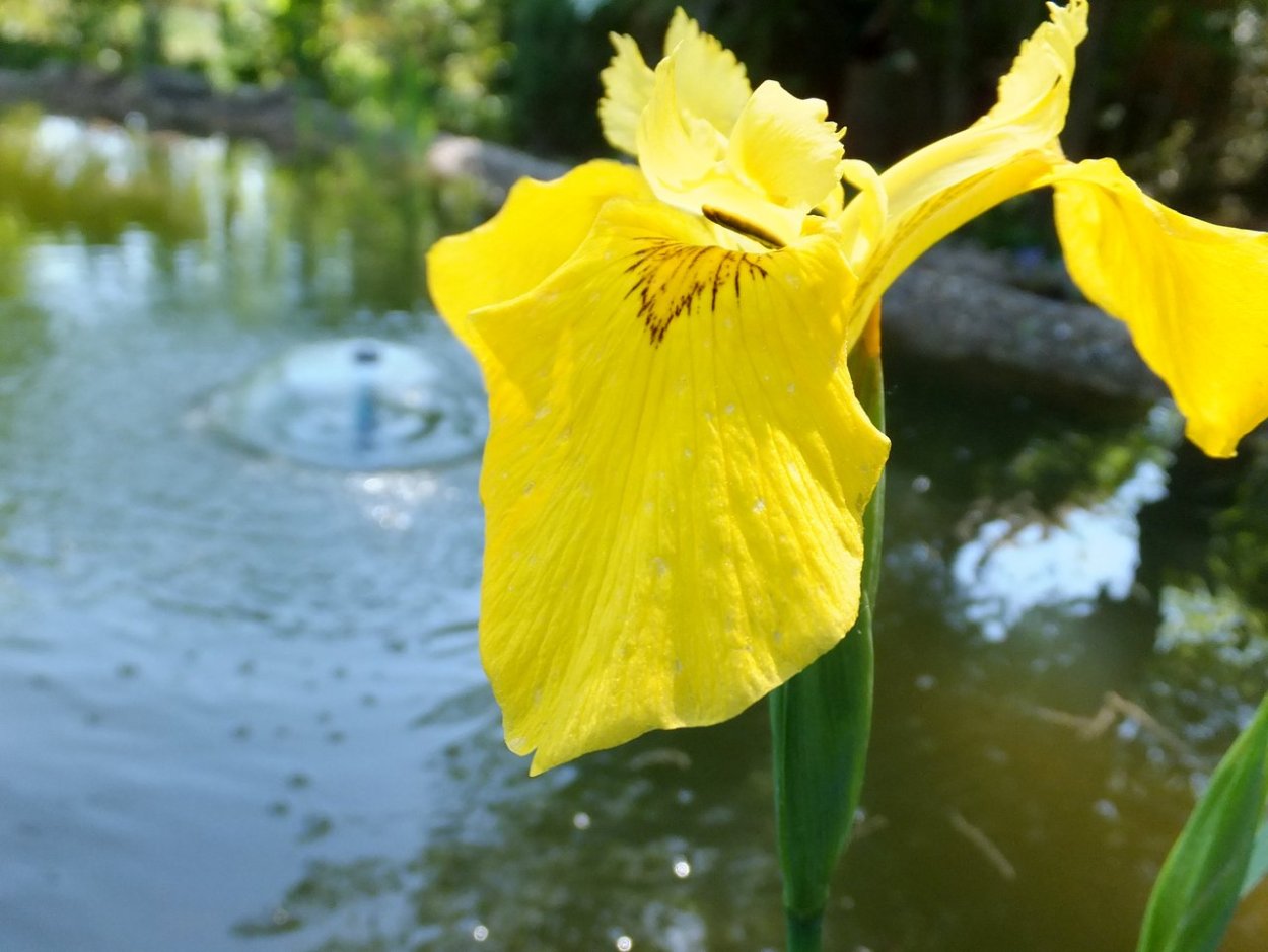 Ирис болотный (Iris pseudacorus)