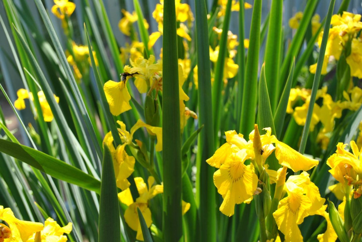 Ирис болотный желтый