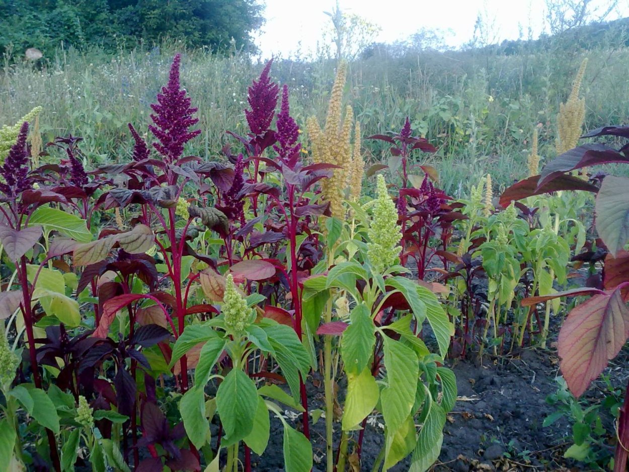 Амарант растение лечебные