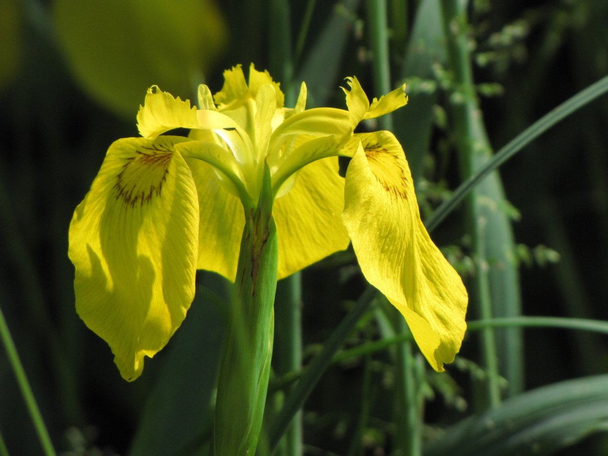 Ирис болотный (Iris pseudacorus &#96;Flore Plena&#96;)