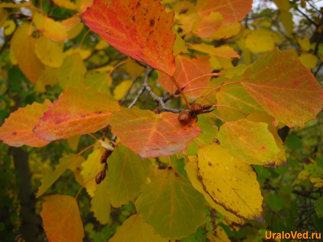 Листва осины осенью