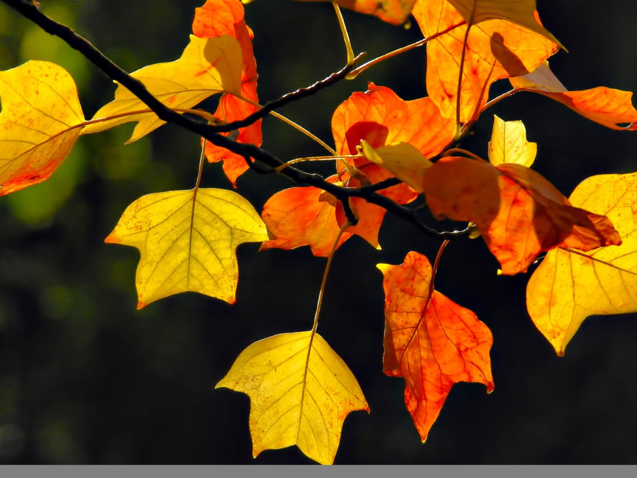 Осенняя ветка