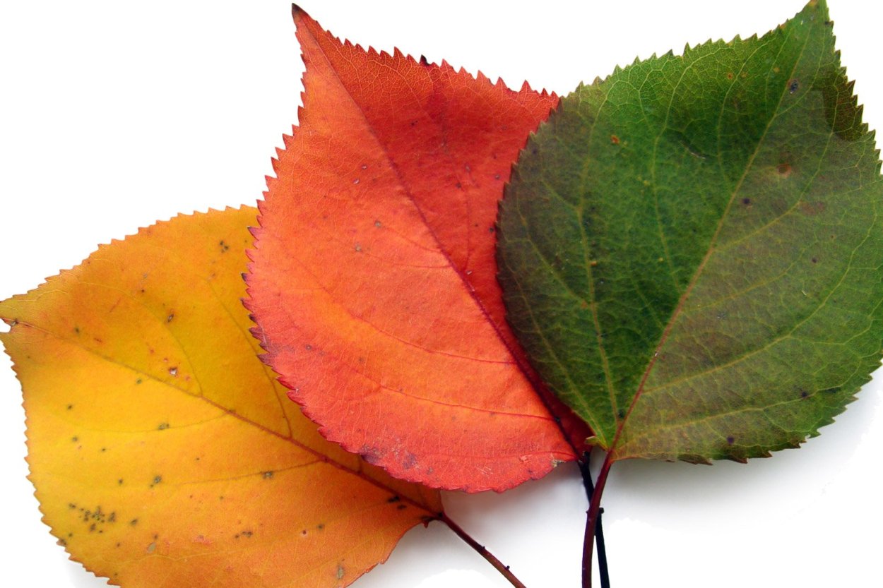 Три дерева красное желтое зеленое