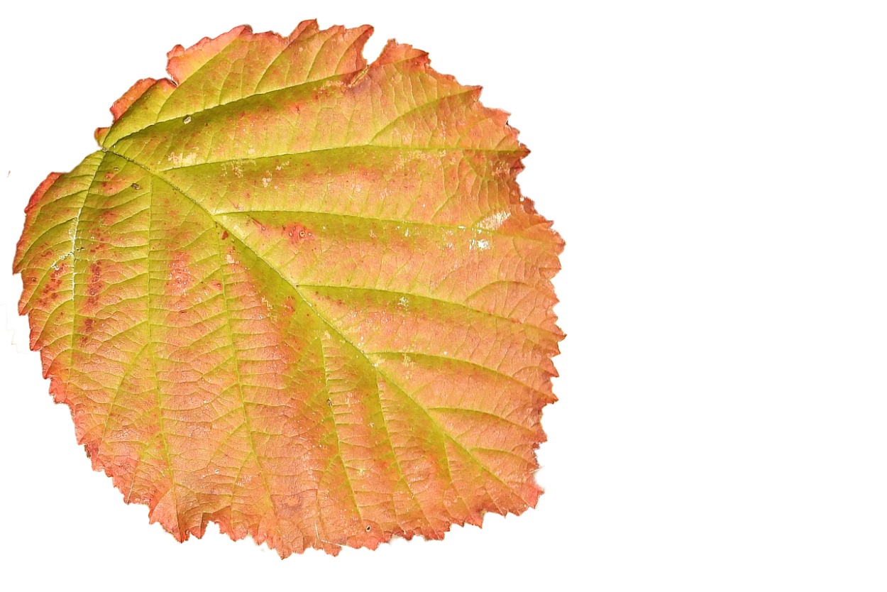 Лист орешника осенью